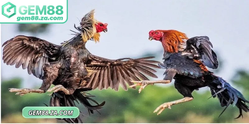 Ưu đãi hot nhận được khi chơi tại đá gà GEM88